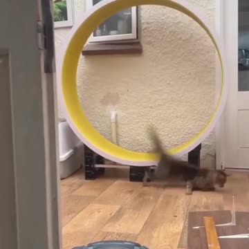 Viral Cats 🙀 Best Videos #shorts |🧡subscribe🧡|