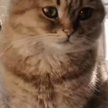 Cute Cat Gif