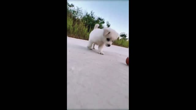 Cute Puppy Playing ball