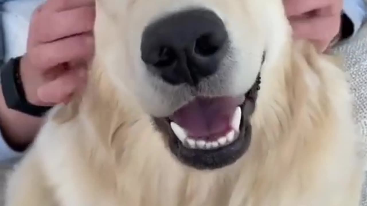 Golden retriever. Funny dog