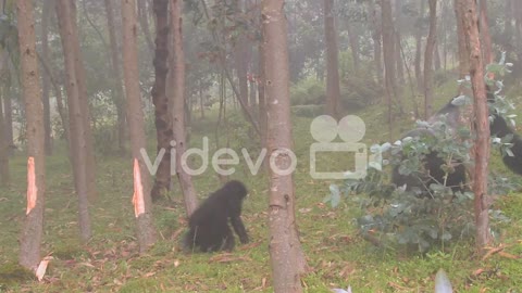 A male silverback gorilla walks with baby through the mist