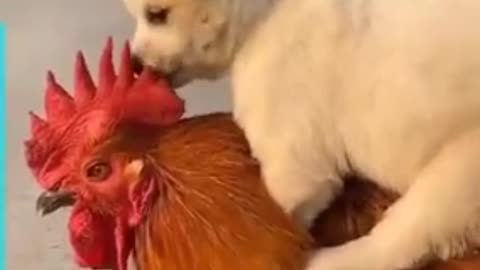 Animal best friends!