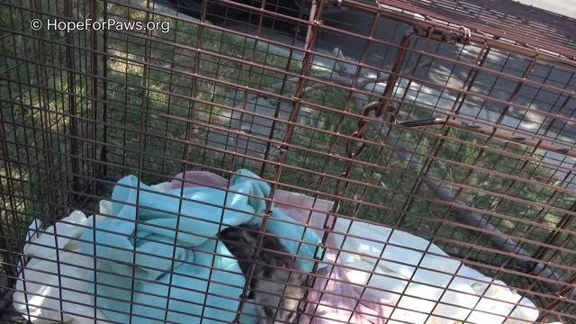 Why would anyone throw animals into a trash can??? (mom and babies)