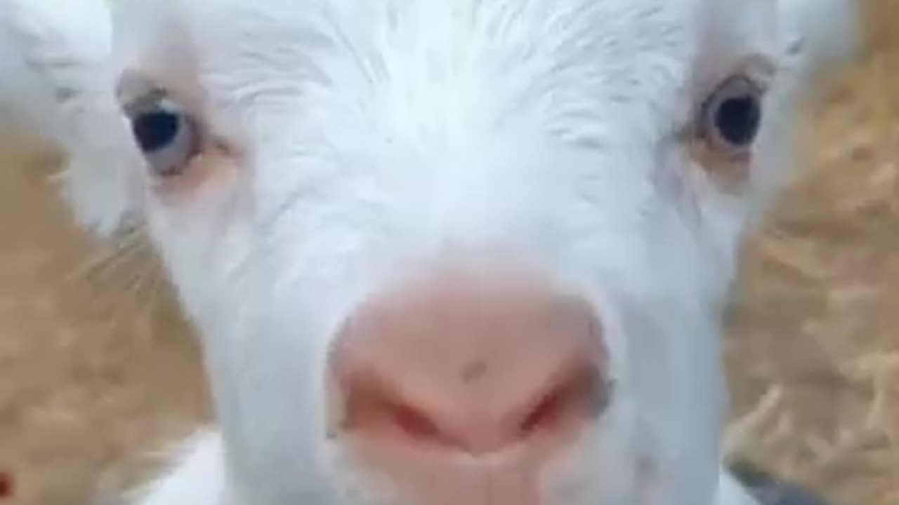 Cute goats, funny animal, trending videos