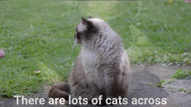 3 Cat Facts That'll Blow Your Mind