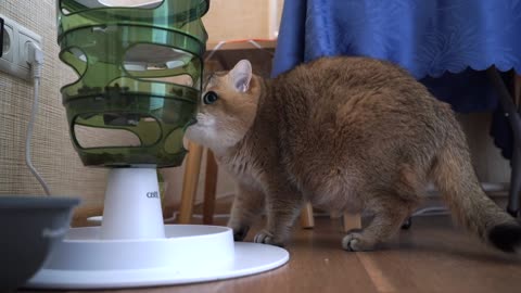 Hosico's Diet