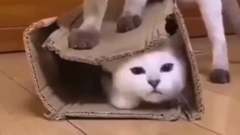 Cute cat video