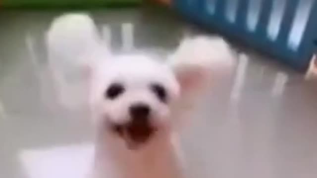 Cutest dog video (Must watch)