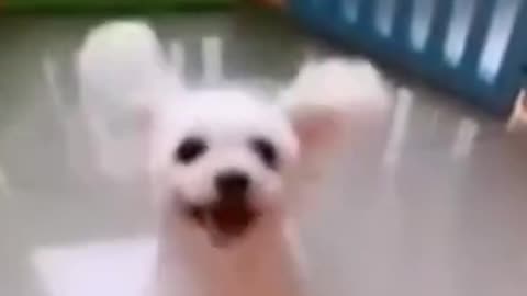 Cutest dog video (Must watch)