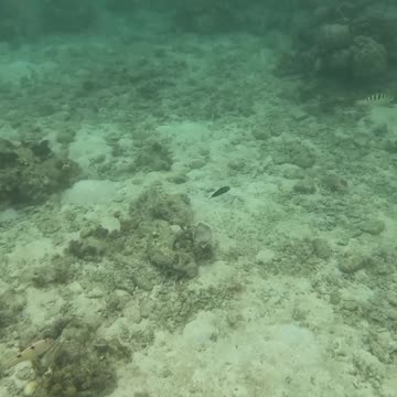 Snorkeling Adventure, There’s something so magical about being around a healing reef.