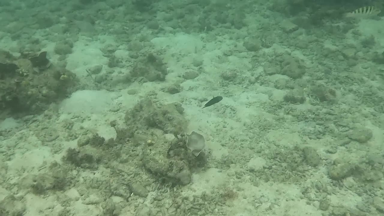 Snorkeling Adventure, There’s something so magical about being around a healing reef.