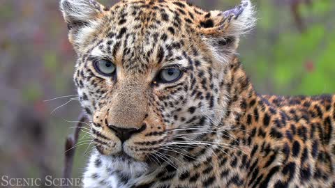 Animals from All Over the World in Stunning 4K with Real Nature Sounds