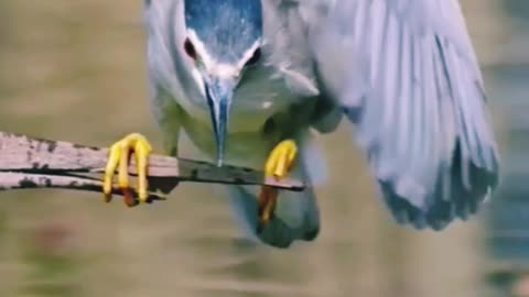 Birds slep