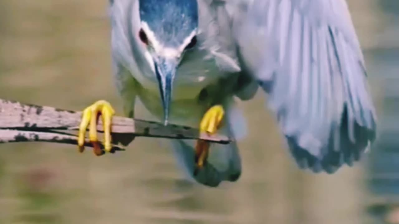 Birds slep