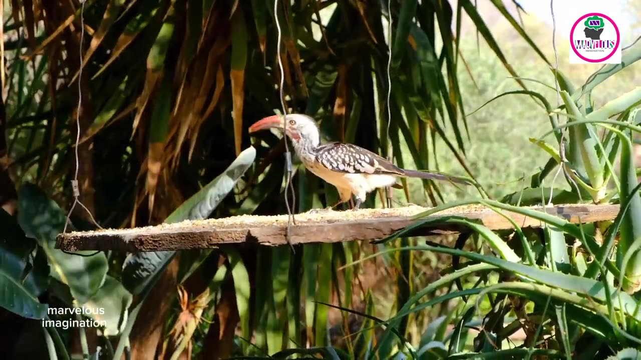 THE WORLD OF BIRDS in 8K ULTRA HD | Colorful & Beautiful Bird Sounds Nature Relaxation 8K UHD 60 FPS