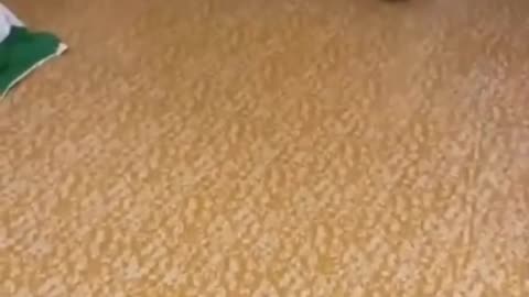 Cute and Cuddly funny pets