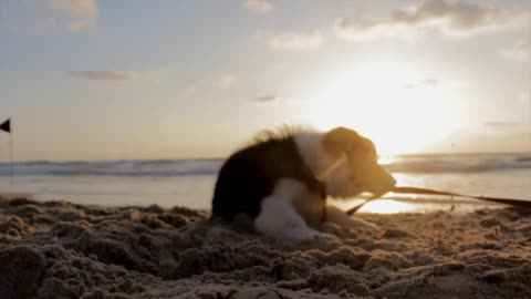 Lovely energetic dog playing on the beach