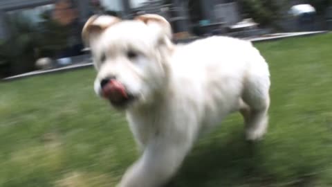 Funny Puppy Falls And Chases Camera