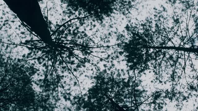 Low Angle Photography Of Tall Trees In The Forest