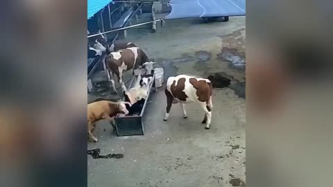 Funniest Animal Videos - Funny Cats invited to the Dog Party 2023