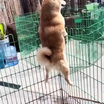 All the dogs heard their neighbours arguing