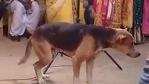 Wedding Viral dog dance