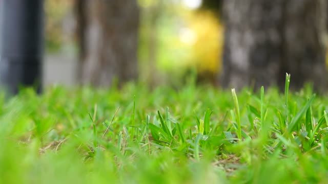 Very beautiful grass landscape