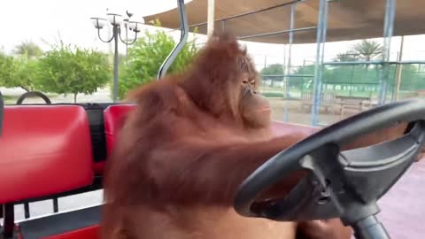 Famous orangutan driving a golf cart.