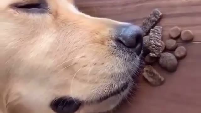 He offers his favorite food while he is sleeping, so he wakes up to the smell of goodness