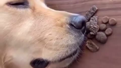 He offers his favorite food while he is sleeping, so he wakes up to the smell of goodness