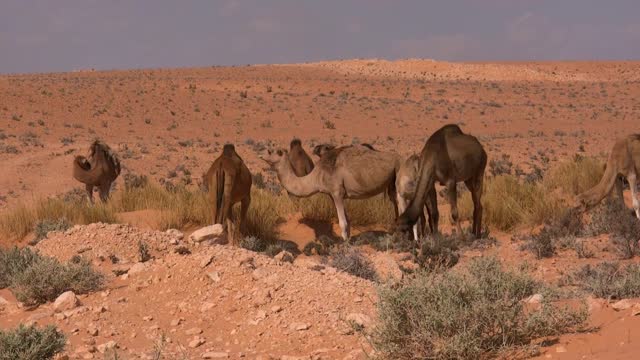 Dromedary Animal Sand Sahara