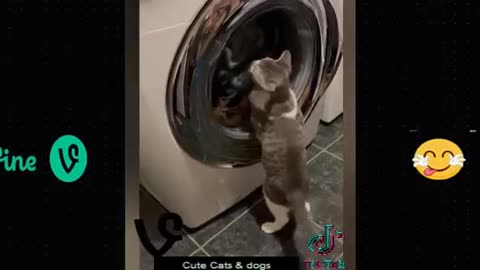 Funny animal