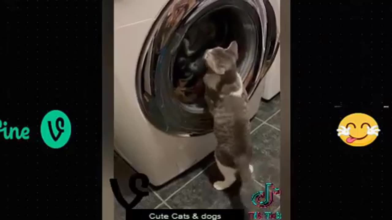 Funny animal