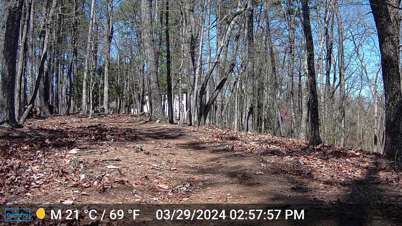 The Woods – 03/30/2024