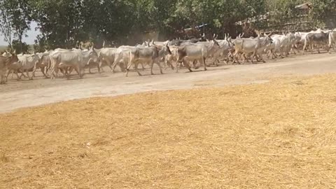 Cows in row