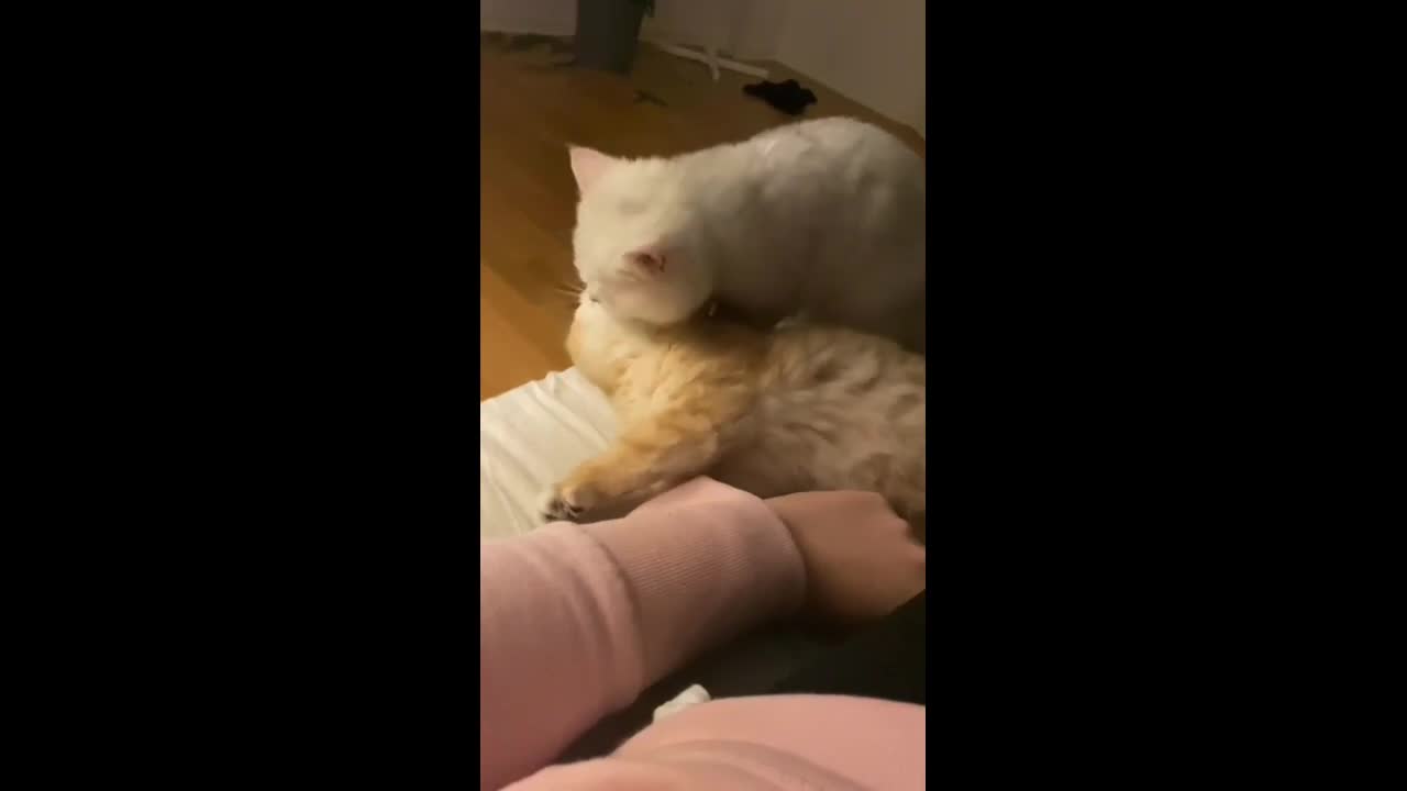 animal video very funny, cats