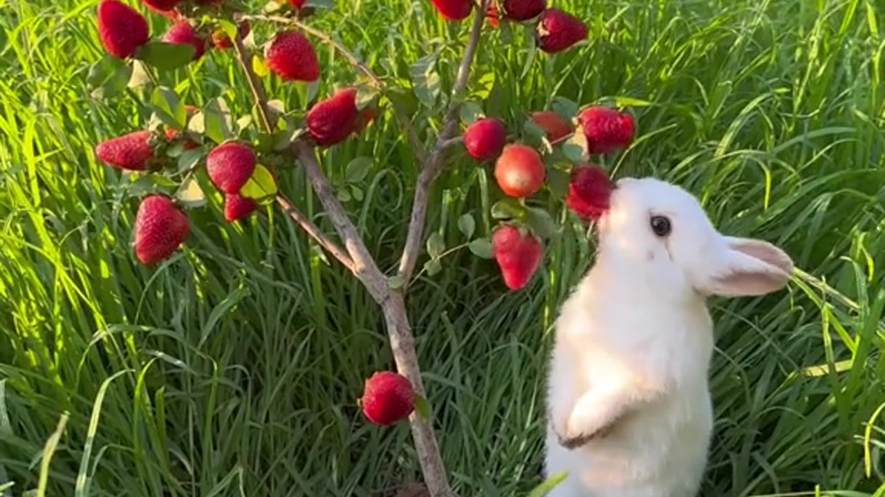 Overload Rabbit Cuteness