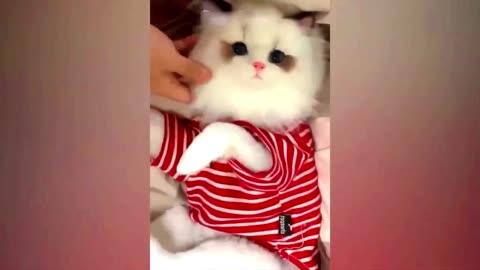 cat funny video