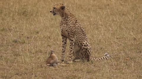 [!!Shaky Video!!] Cheetah playing with baby gazelle before eating it-19