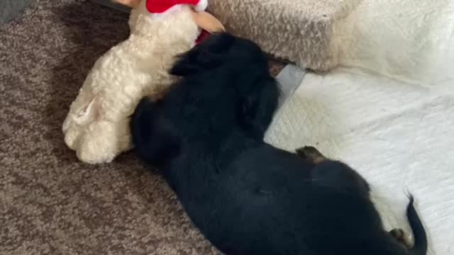 Peanut 🥜 Chewing