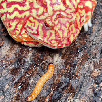 Intelligent Frogs 🐸 🤣