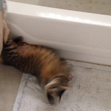 💗Cute And Funny Pets / cat funny dance tik tok #rail shot