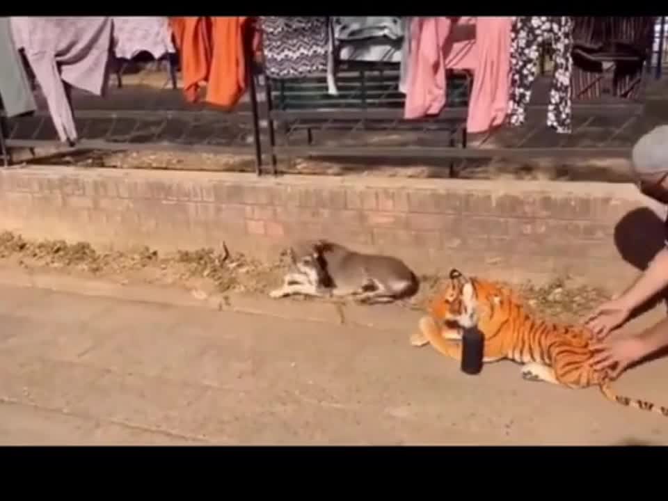 Prank dog with tiger doll so funny 2021 . Funny sound