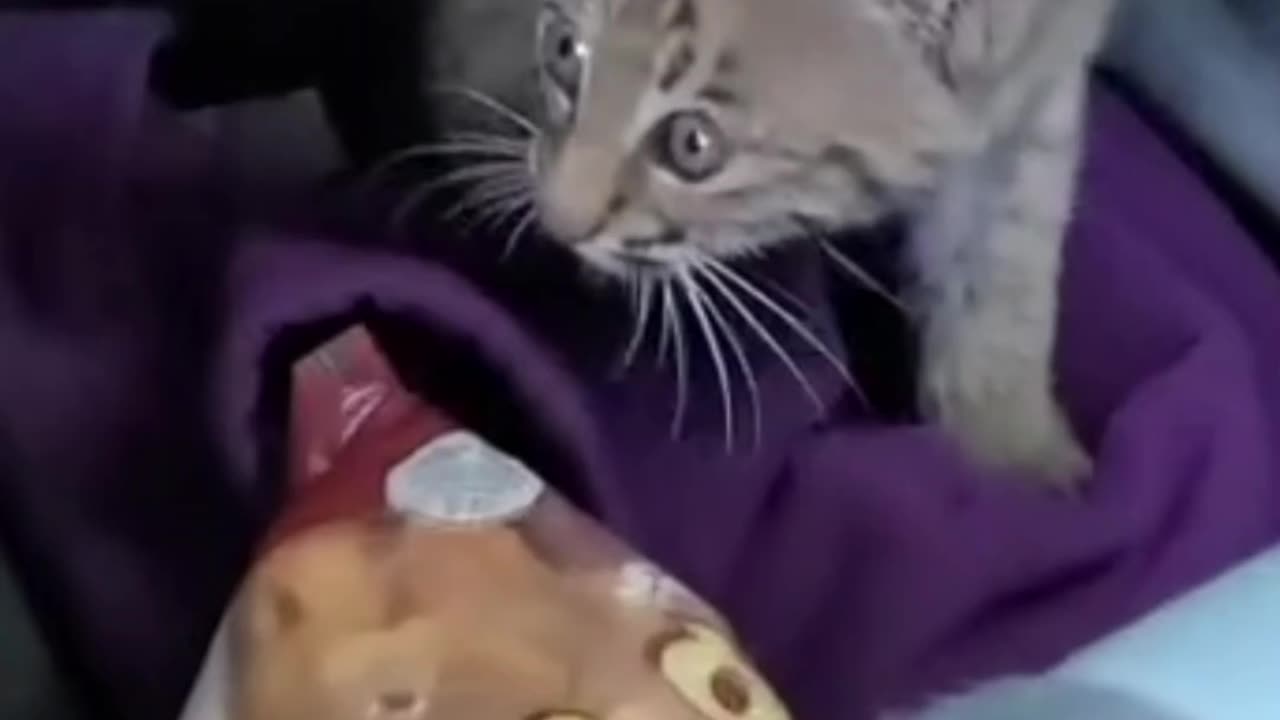 Animals Rescue little kittens so cute