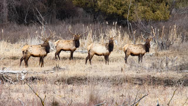 Elk, Mule deer and whitetail Buck compilation
