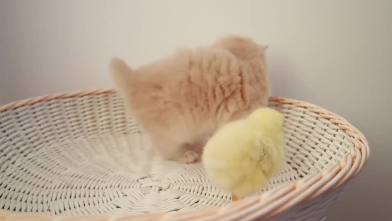 Kittens walk with a tiny chicken