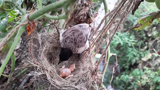 ×Unbearable Dad's Reaction When Mom Pushed all babies Out Of the Nest in his absent ||| t