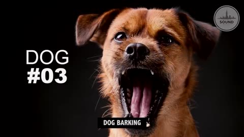 DOGS BARKING |High Quality]