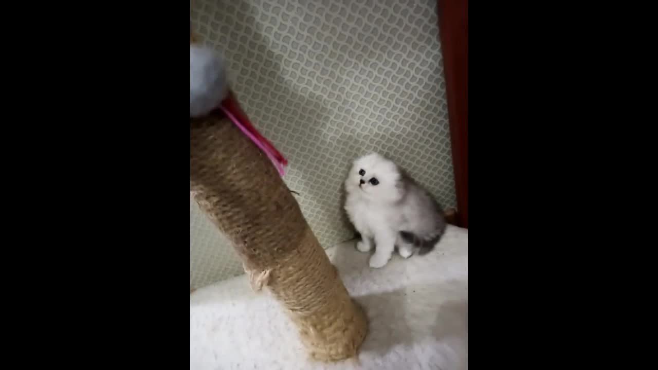 Playful kitten