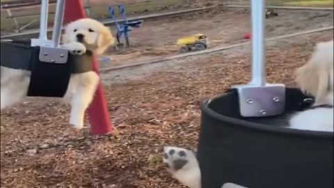 Funny DOG Videos